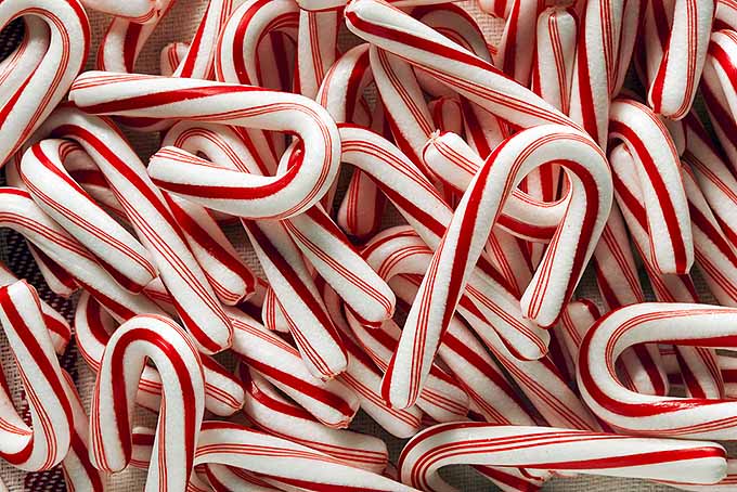Christmas A to Z Letter C