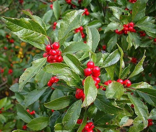 Christmas A to Z Letter H