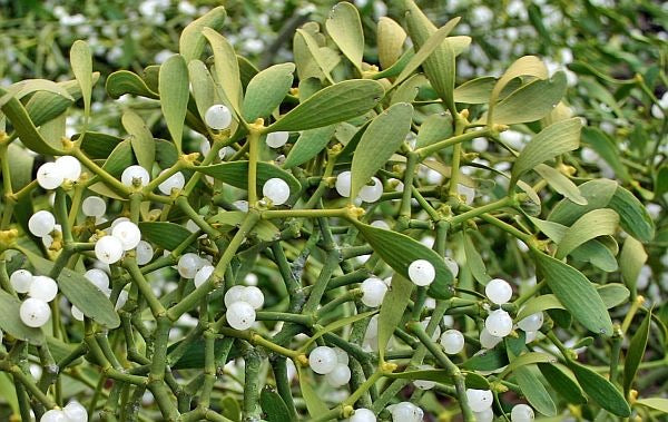 Christmas A to Z Letter M