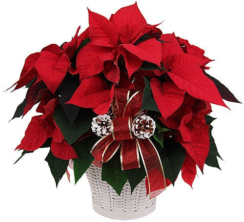 Christmas A to Z Letter P